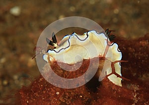 Nudibranch Ã¢â¬â Black-margined glossodoris photo